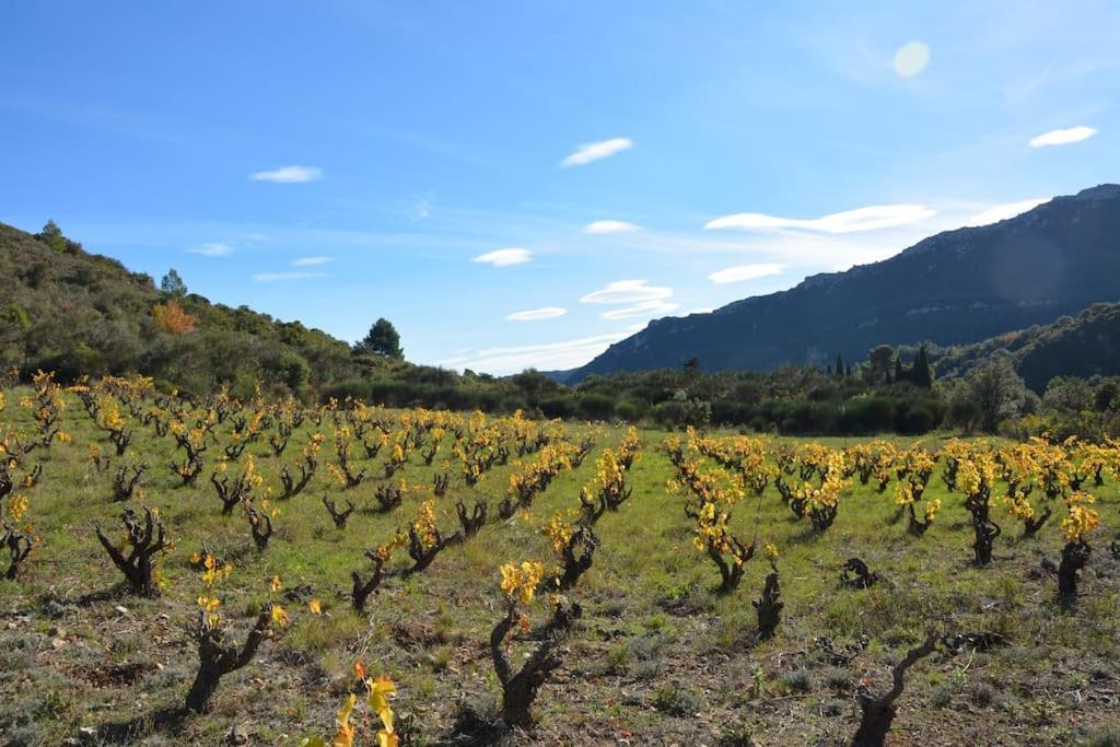 Villa Vilata A Padern Dans Les Corbieres Sauvages 외부 사진